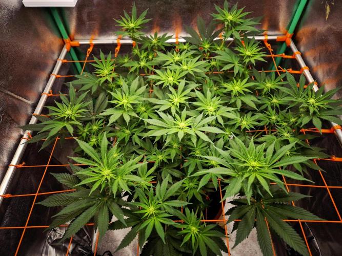 Orange bud main lining. Week 11 - 25.02.