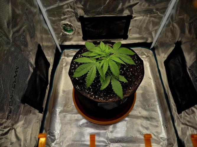 Cream Mandarine main lining. Week 3 - Tag 20