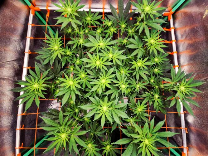 Orange bud main lining. Week 11