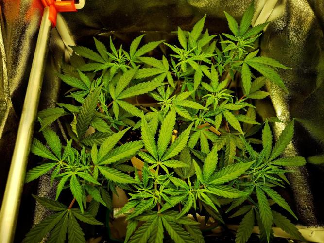 Special Kush (clone) main lining. Week 7 - 26.02.