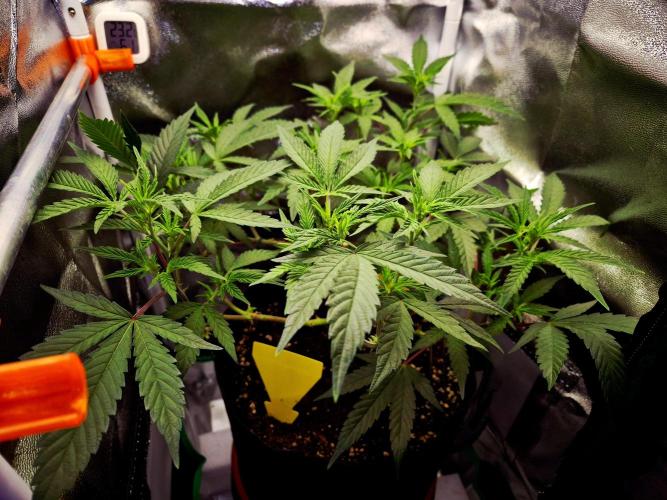 Special Kush (clone) main lining. Week 7