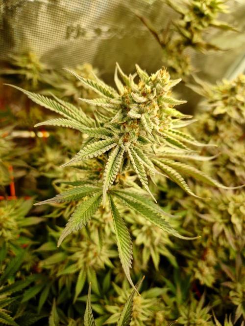 Caly 'n banana main lining. Week 9