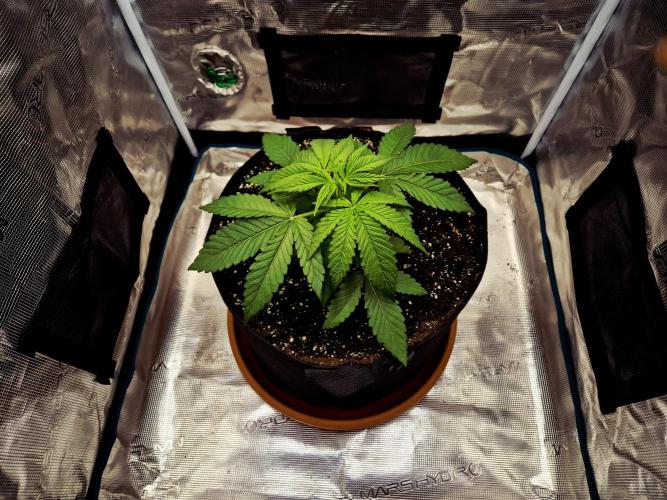 Cream Mandarine main lining. Week 3 - Tag 21