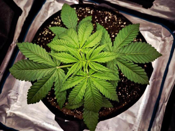 Cream Mandarine main lining. Week 3