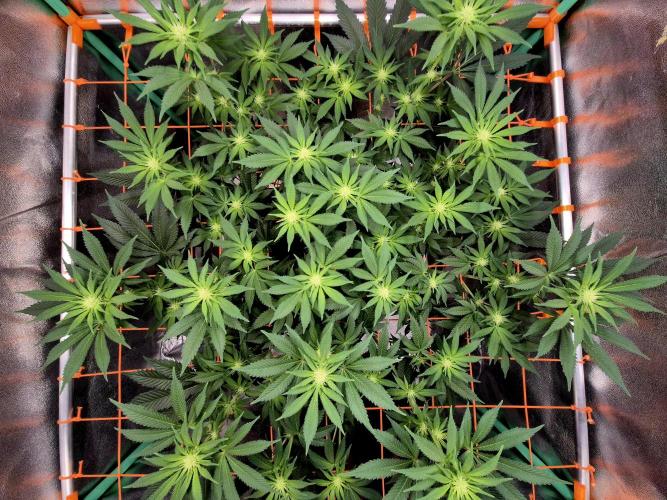 Orange bud main lining. Week 11 - 27.02.