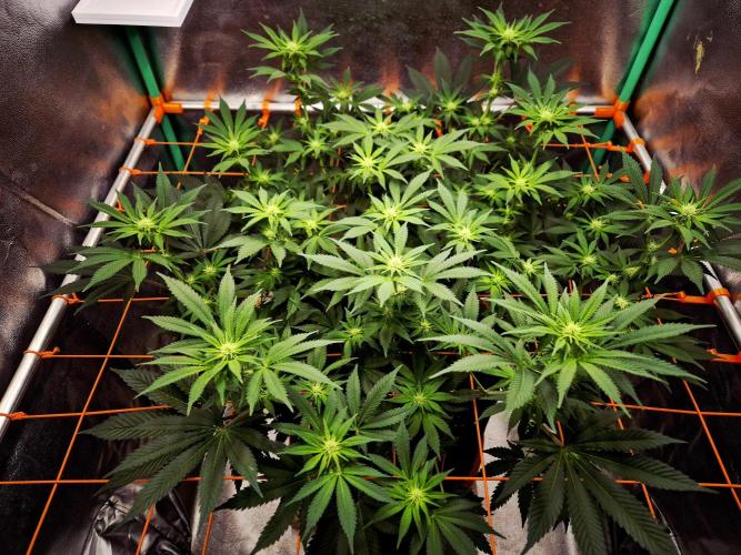 Orange bud main lining. Week 11