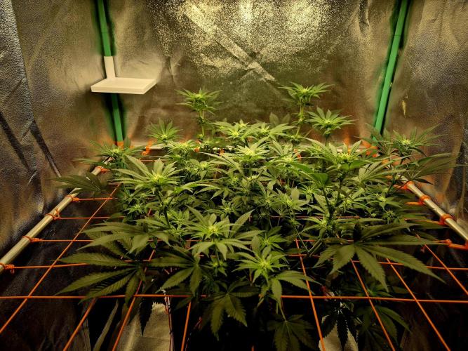 Orange bud main lining. Week 11