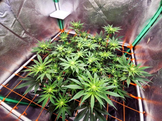 Orange bud main lining. Week 11