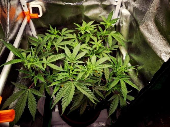 Special Kush (clone) main lining. Week 7 - 27.02.