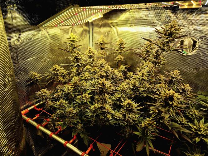 Caly 'n banana main lining. Week 9