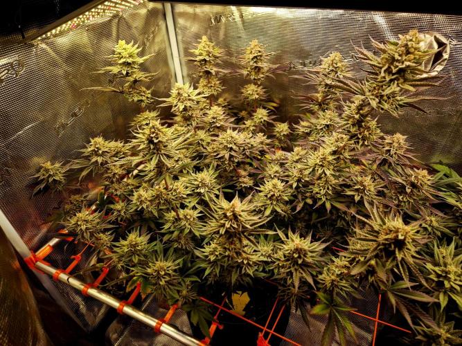 Caly 'n banana main lining. Week 9