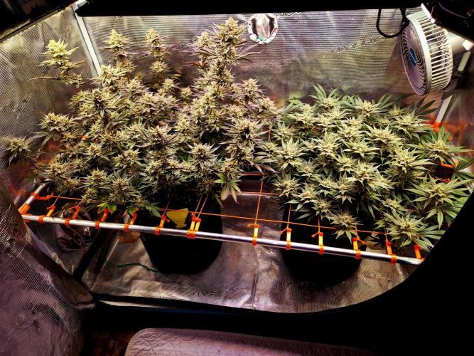 Caly 'n banana main lining. Week 9