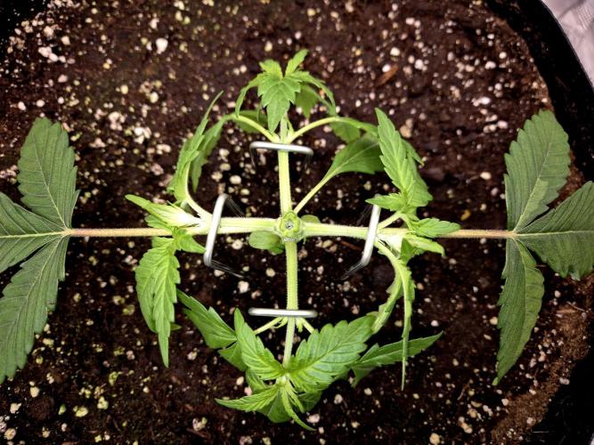 Cream Mandarine main lining. Week 3