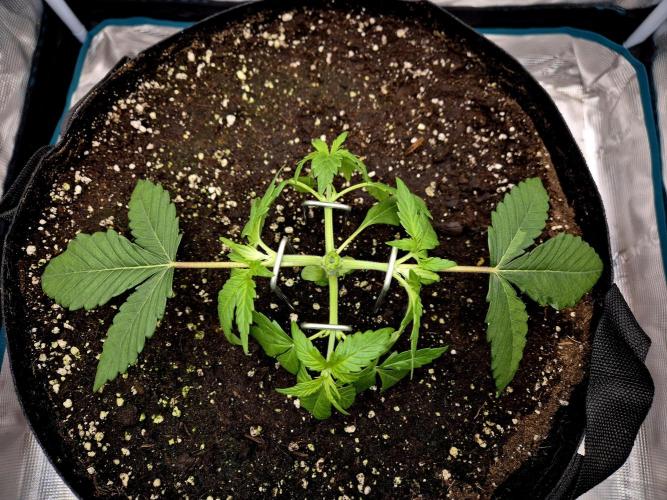 Cream Mandarine main lining. Week 3