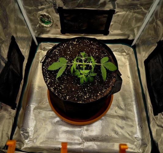 Cream Mandarine main lining. Week 3
