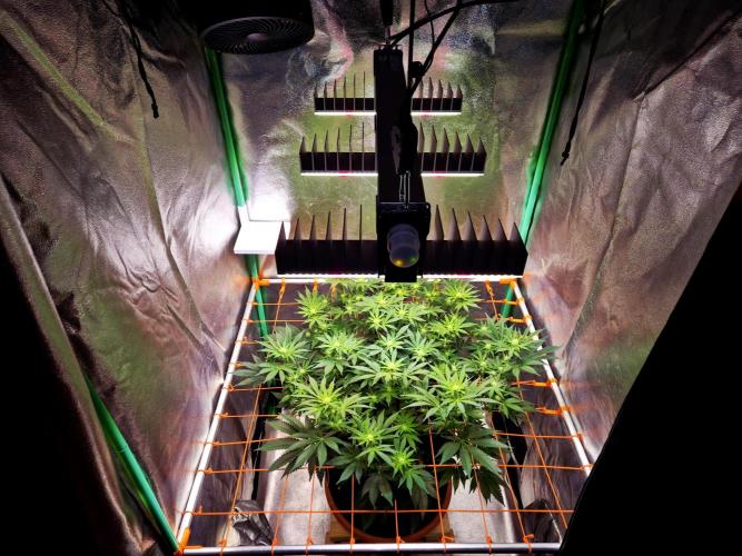 Orange bud main lining. Week 11 - Upgrade