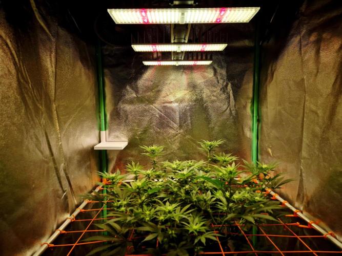Orange bud main lining. Week 11