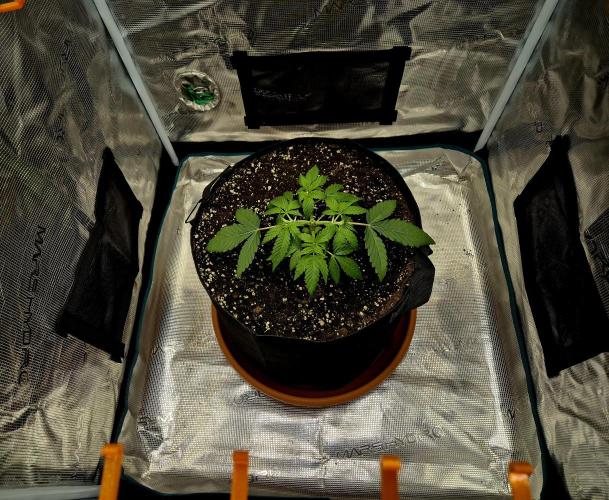 Cream Mandarine main lining. Week 4 - Tag 22