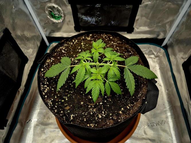 Cream Mandarine main lining. Week 4