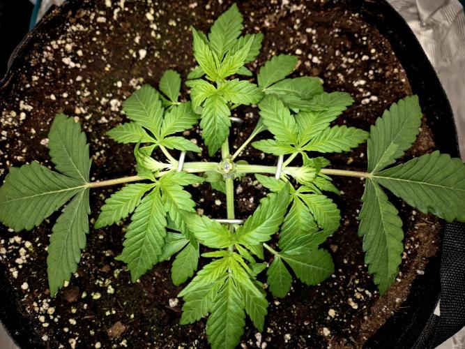Cream Mandarine main lining. Week 4