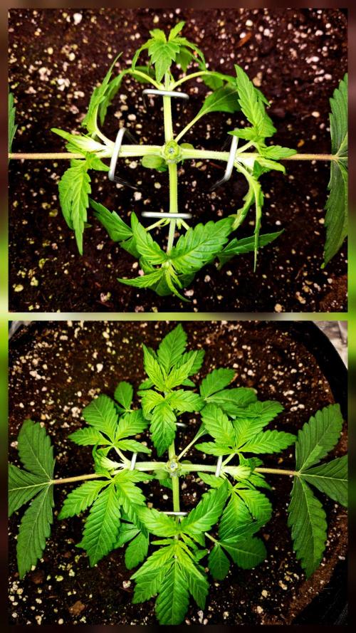 Cream Mandarine main lining. Week 4