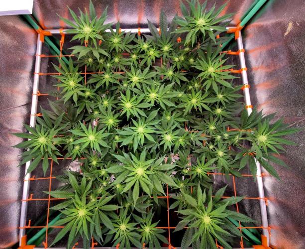 Orange bud main lining. Week 11 - 28.02.