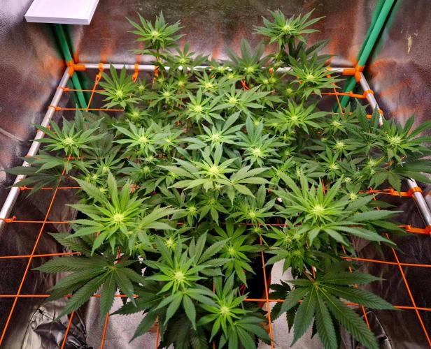 Orange bud main lining. Week 11