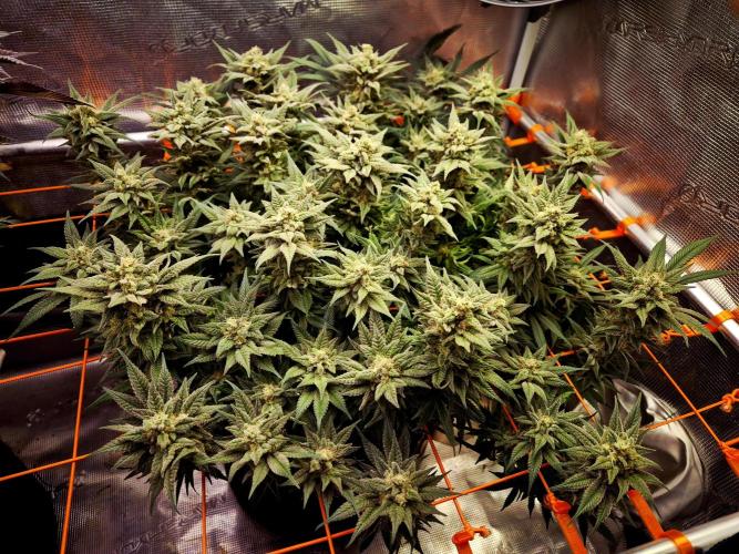 Caly 'n banana main lining. Week 9