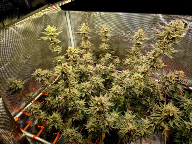 Caly 'n banana main lining. Week 9