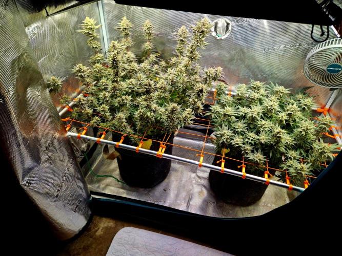 Caly 'n banana main lining. Week 9