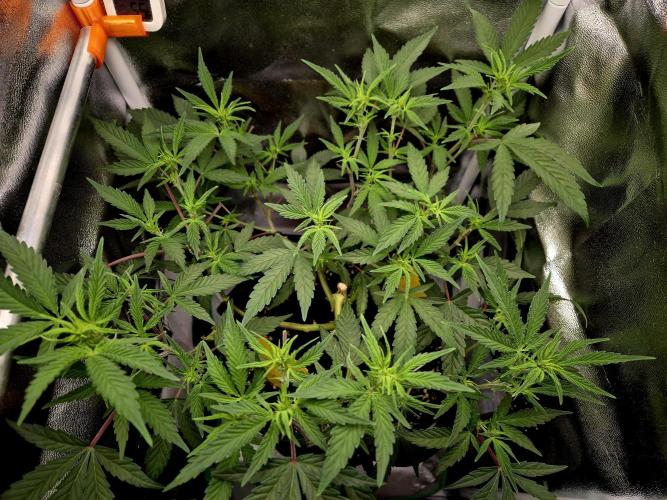 Special Kush (clone) main lining. Week 7