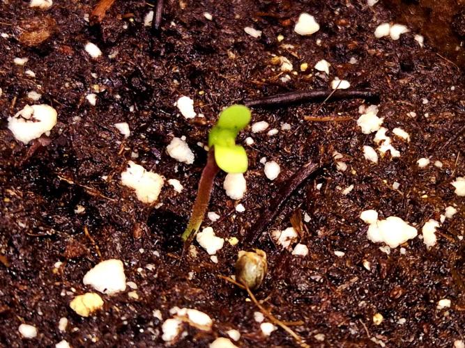 Rainbow Hitter. Week 0