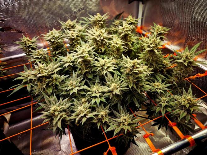 Caly 'n banana main lining. Week 10