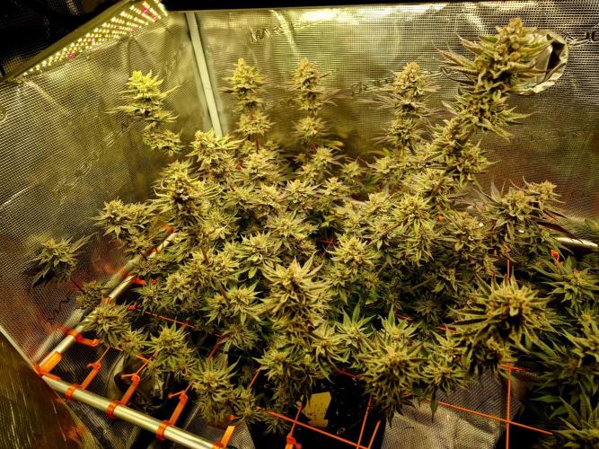 Caly 'n banana main lining. Week 10