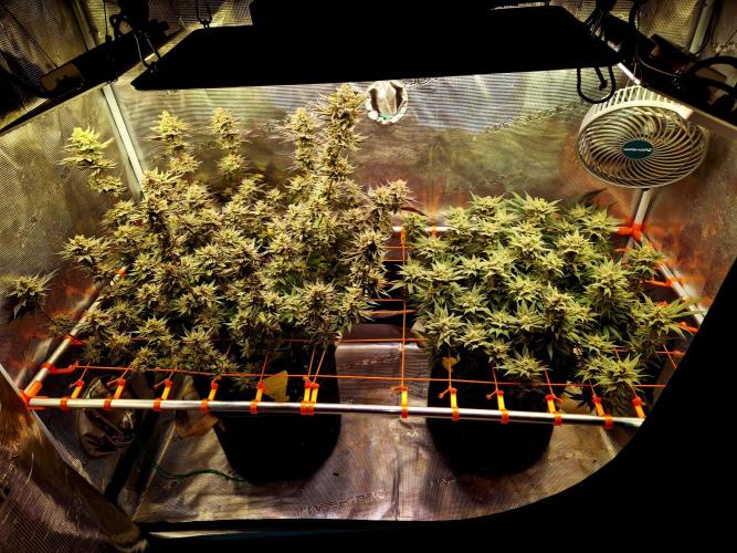 Caly 'n banana main lining. Week 10