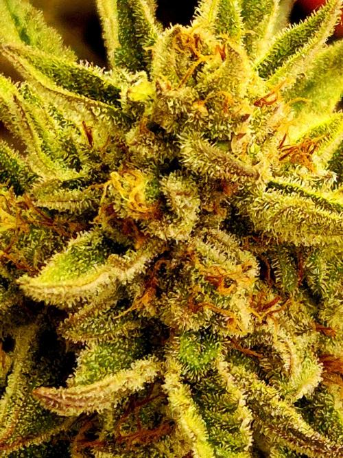 Caly 'n banana main lining. Week 10