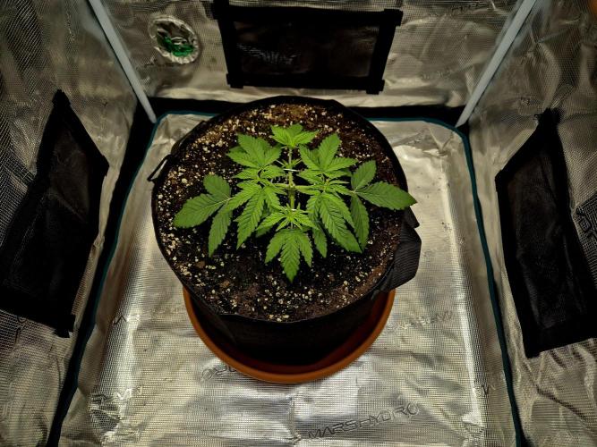 Cream Mandarine main lining. Week 4 - Tag 23
