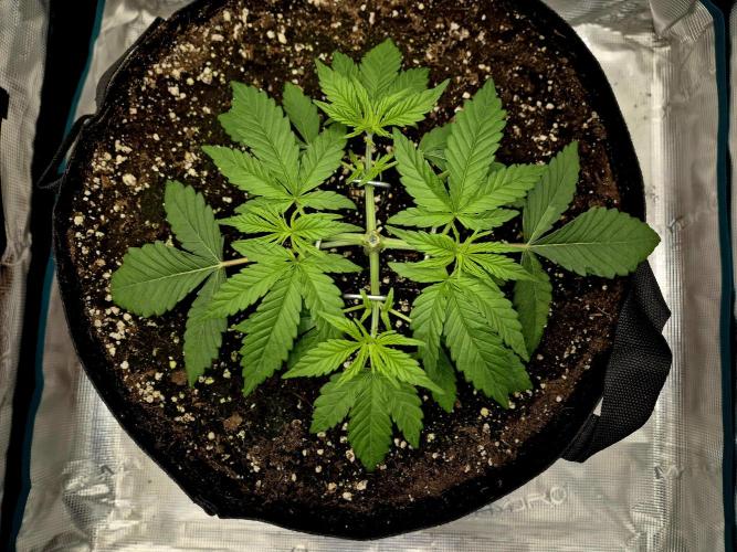 Cream Mandarine main lining. Week 4