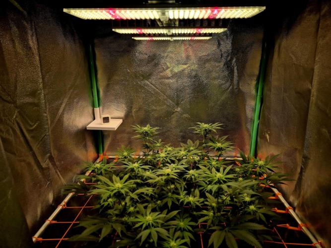 Orange bud main lining. Week 12