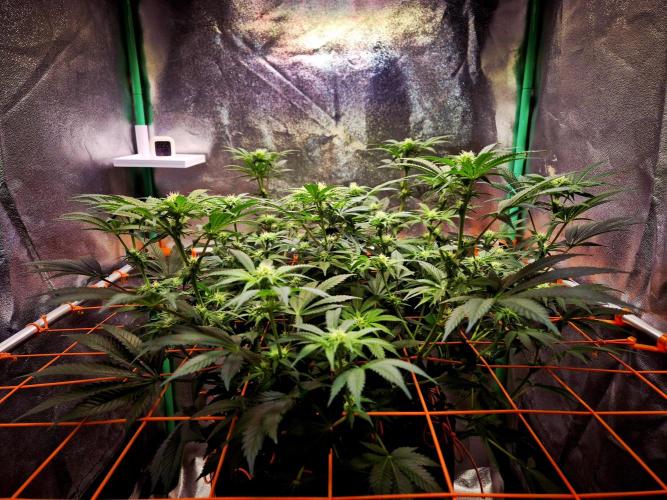 Orange bud main lining. Week 12