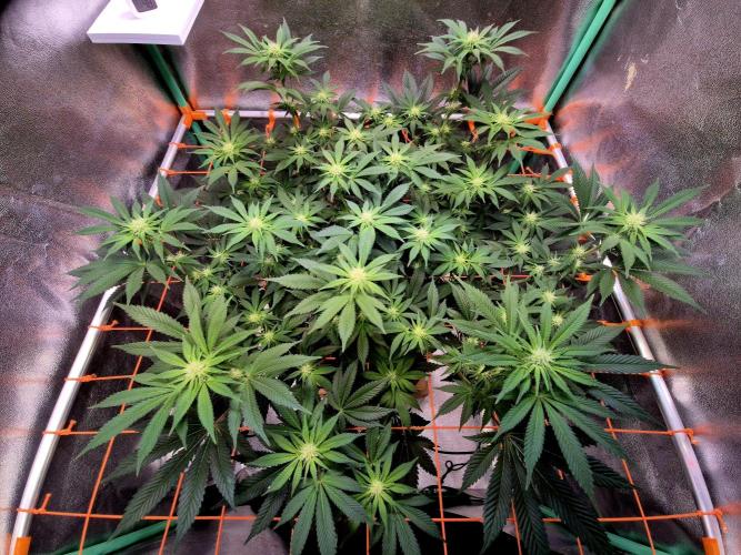 Orange bud main lining. Week 12