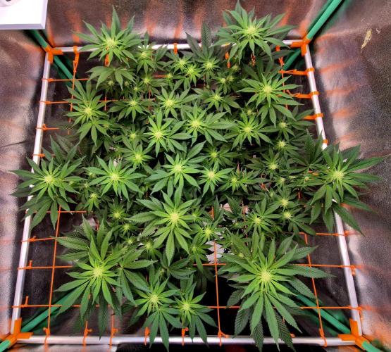 Orange bud main lining. Week 12