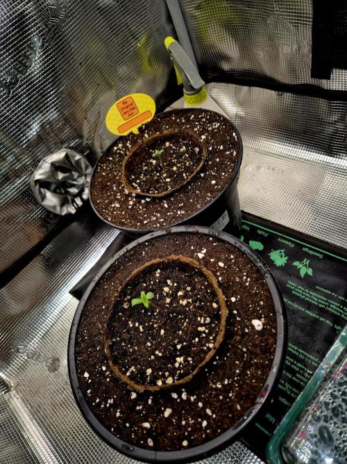 Rainbow Hitter. Week 1