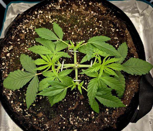 Cream Mandarine main lining. Week 4 - Tag 24