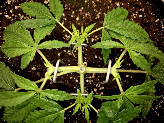 Cream Mandarine main lining. Week 4
