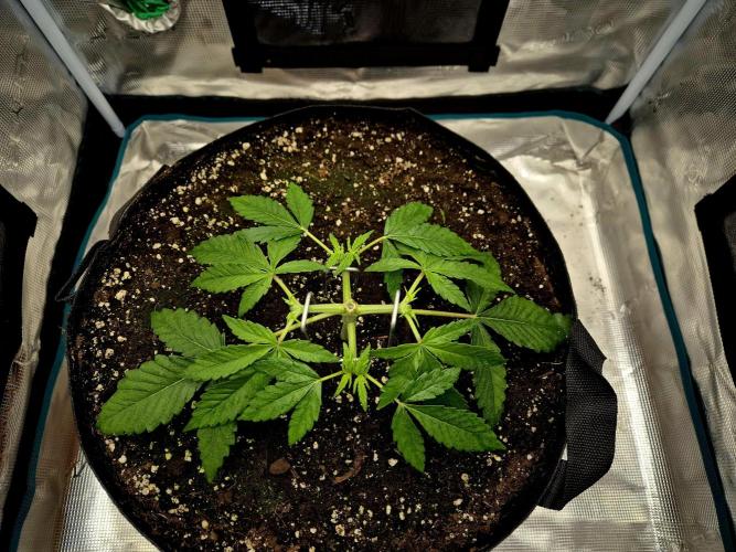 Cream Mandarine main lining. Week 4