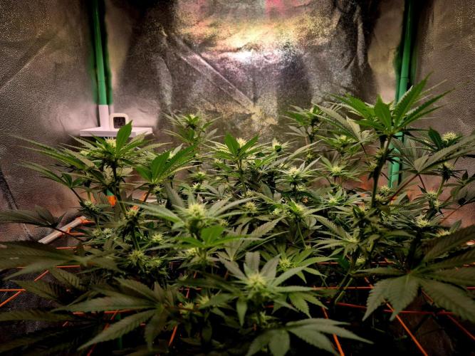 Orange bud main lining. Week 12