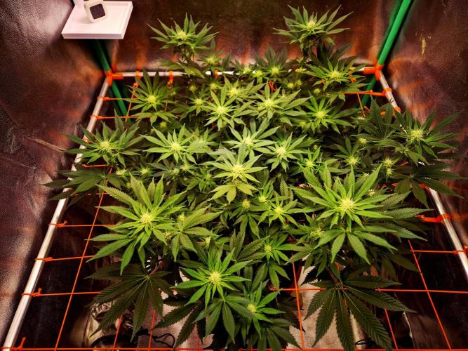 Orange bud main lining. Week 12