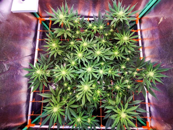 Orange bud main lining. Week 12