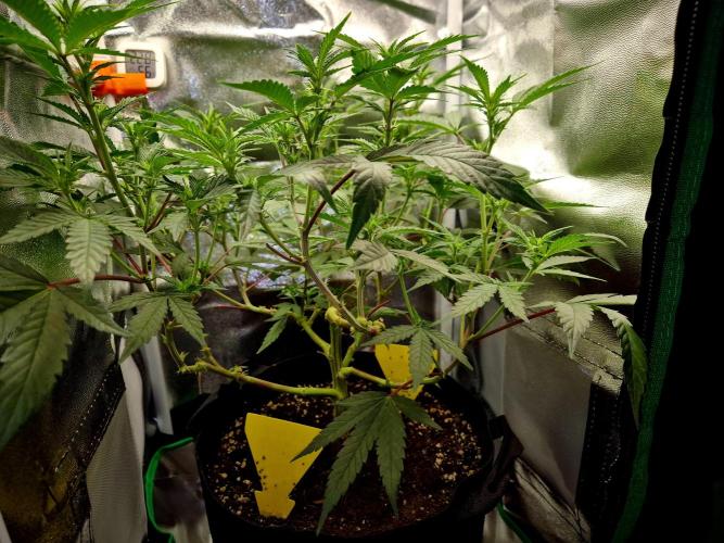 Special Kush (clone) main lining. Week 8